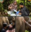 BBKSDA Riau dan RAPP Laksanakan Pemeriksaan Kesehatan Gajah Sumatra di Estate Ukui