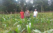 Polsek Tebing Tinggi Barat Dampingi Petani dan Peternak, Perkuat Ketahanan Pangan Meranti