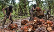 PTPN IV Regional III Dukung Gebrakan Kapolri Berantas Narkoba