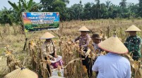 Panen Raya Jagung Polsek Rimba Melintang Hasilkan Satu Ton, Perkuat Ketahanan Pangan