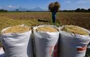 Harga Gabah Terjaga, Petani Makin Kuat Jaga Pangan Nasional
