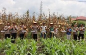 Polres Dairi Gelar Panen Raya Jagung dan Pasar Murah, Dorong Ketahanan Pangan di Sidikalang