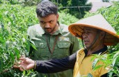 Petani Cabai Binaan RAPP Raup Rp475 Juta, Asa Baru Tumbuh di Sungai Apit