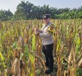 Polsek Rimba Melintang Kawal Program Ketapang, Jagung Dua Hektare Siap Panen