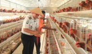Produksi 800 Telur per Hari, Lapas Pekanbaru Jadikan Warga Binaan Penggerak Ketahanan Pangan