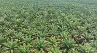Narkoba , Penyebab Tingginya Pencurian Sawit  di Sumut