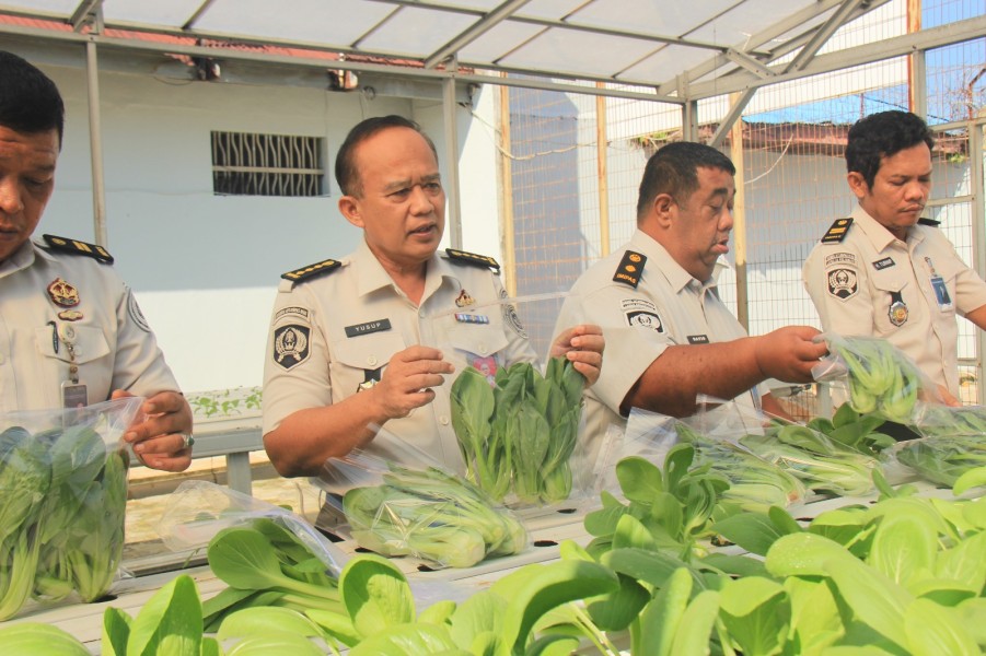 Dari Jeruji ke Kebun Hidroponik, Napi Korupsi Panen Harapan di Lapas Pekanbaru
