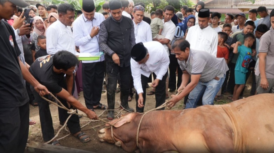 81 Ekor Sapi Qurban Warnai Idul Adha di Rohul, Pemimpin dan Masyarakat Membaur Penuh Kebersamaan