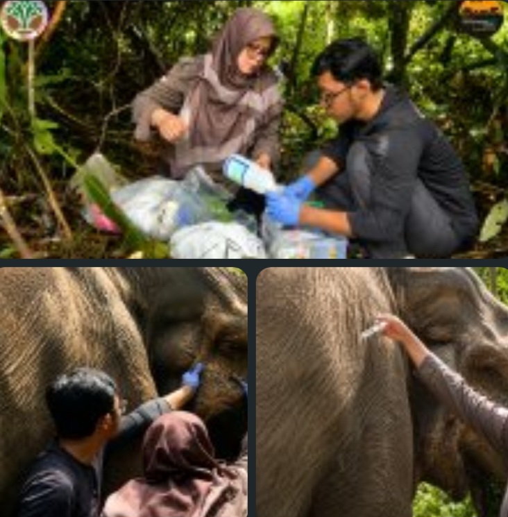 BBKSDA Riau dan RAPP Laksanakan Pemeriksaan Kesehatan Gajah Sumatra di Estate Ukui