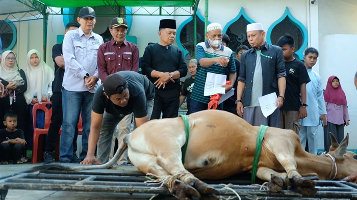 Qurban Presiden RI di Serahkan ke Masjid Agung Darul Ulum Meranti