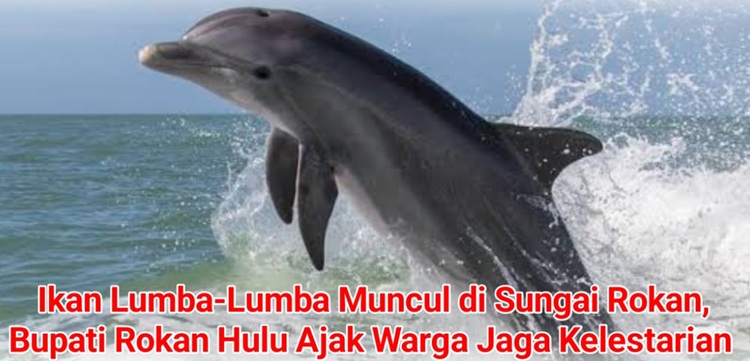 Heboh, Pesut Muncul di Sungai Rokan Desa Surau Munai Rohul