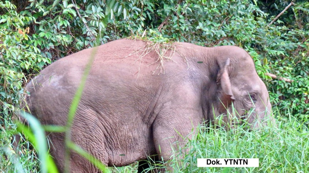 FKGI Serukan Aksi Nyata Selamatkan Habitat Gajah di Taman Nasional Tesso Nilo