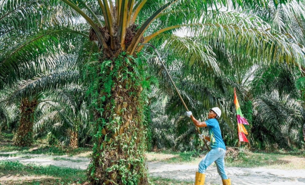 Pasca Penuhi Kewajiban 20 Persen, PTPN IV PalmCo Komitmen Perkuat Kemitraan Inklusif di Rokan Hulu