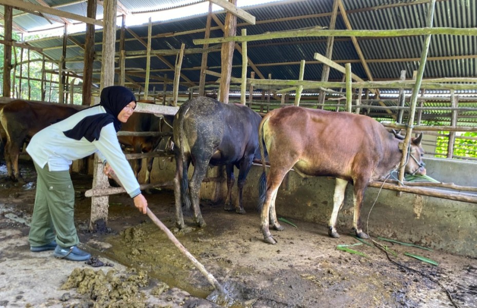 Dari Kandang Sapi ke Tanah Suci, Kisah Ratil Bangun Harapan di Koto Benai