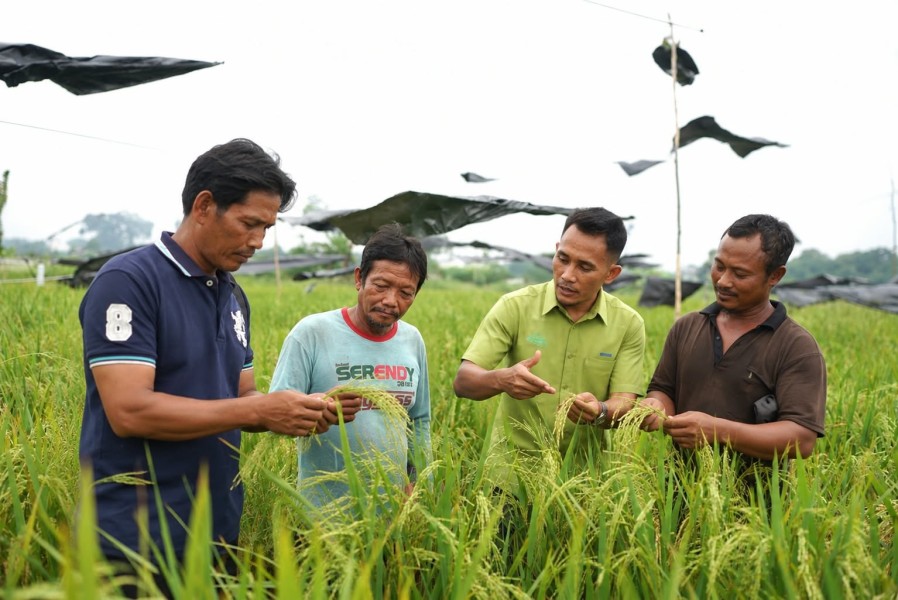 Dari 1,5 Ton ke Target 5 Ton, Petani Pulau Muda Genjot Produksi Padi