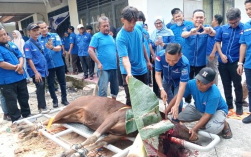 Demokrat Pekanbaru Sembelih 85 Sapi dan 4 Kambing, Warga Sail Haru Terima Kurban