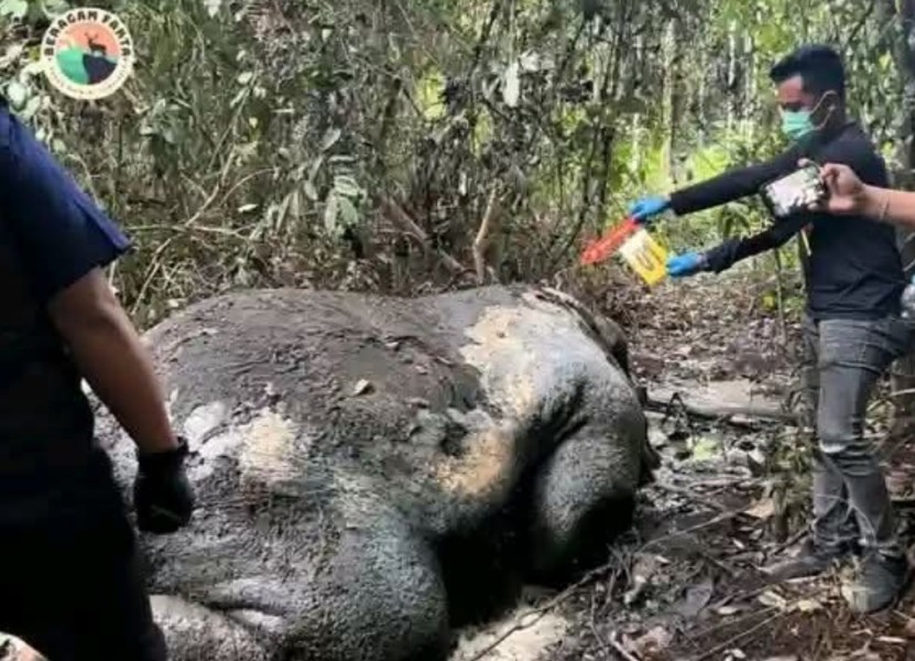 Gajah Tanpa Kepala Ditemukan Tewas di Konsesi PT RAPP,  Polisi Selidiki Dugaan Kejahatan Satwa