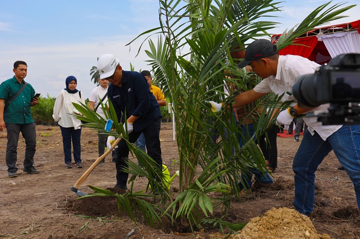 Gandeng Petani Sawit Indonesia, PalmCo Target 60.000 Ha Peremajaan Kebun Sawit Masyarakat