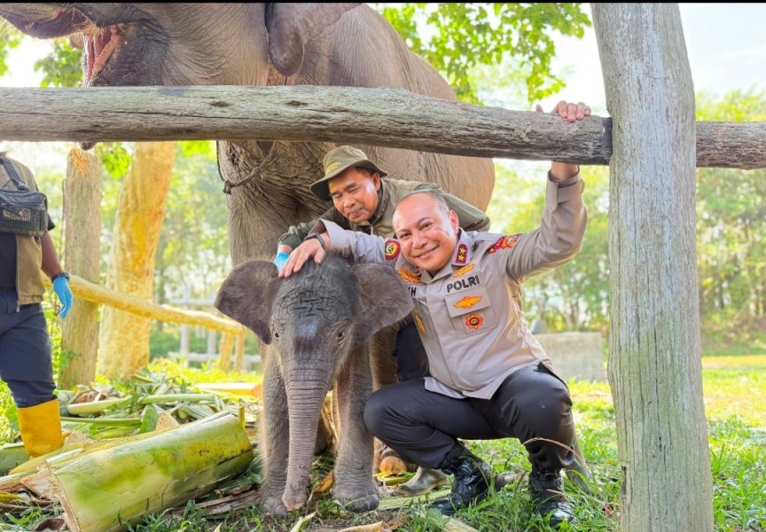 Hutan Tesso Nilo, Nona Seroja Membawa Harapan Baru bagi Gajah Sumatera