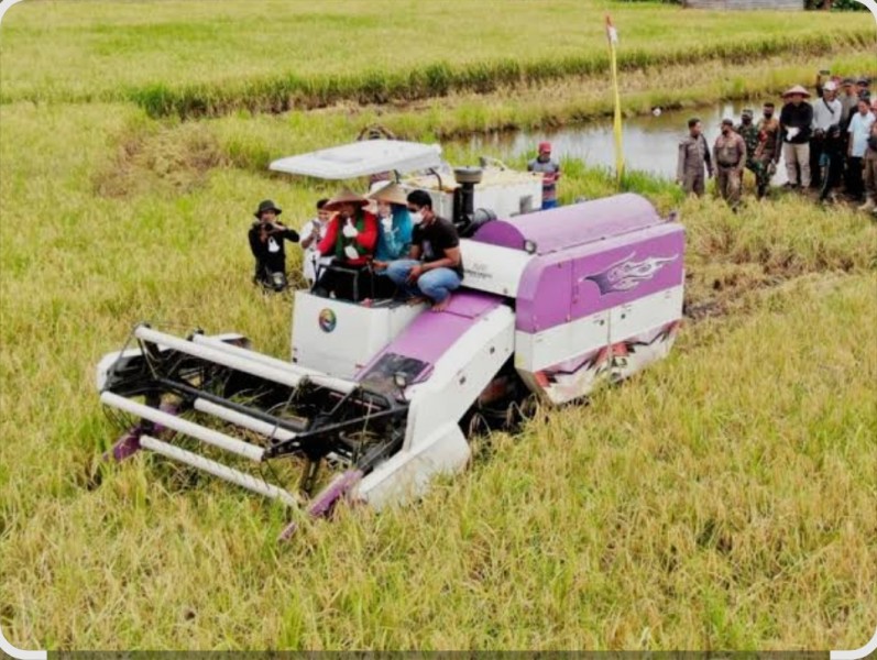 Pemkab Pelalawan Dorong Peningkatan Produksi Padi, Menuju Swasembada Pangan