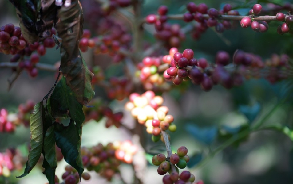 Penjualan Melejit, Kinerja Kopi PalmCo Tetap Tangguh Meski Dihantam Cuaca Ekstrem