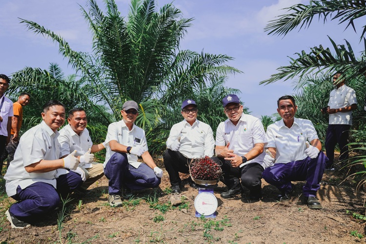 Tembus Usia 2,5 Tahun, Sawit Muda PTPN IV Regional III Catat Produksi Di Atas Standar Nasional