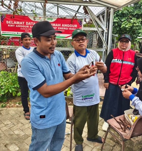 EMP Energi Riau Dukung Pengembangan Bibit Anggur Melalui Program UMKM Binaan