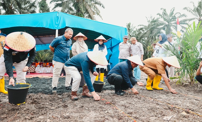 Perluas Program TAMPAN, PTPN IV PalmCo Tanam Padi 210 Ha di Kampar