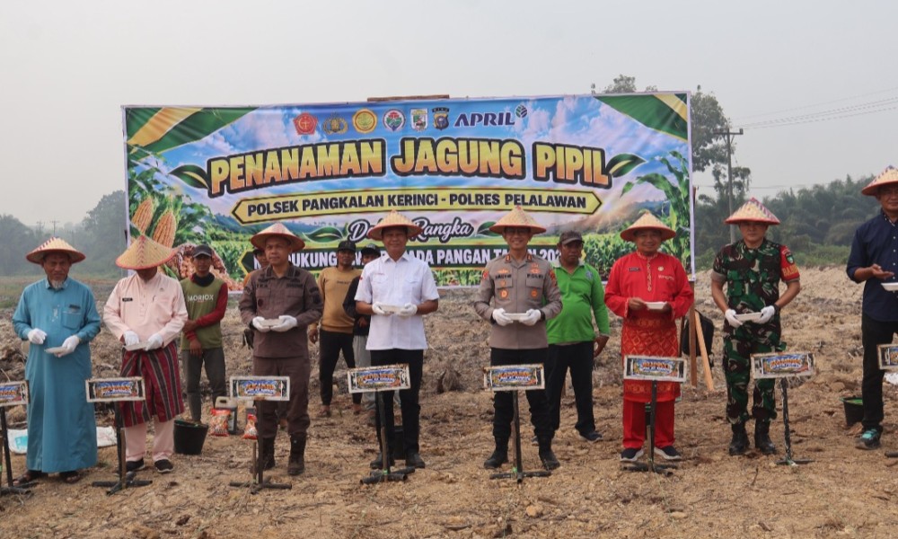 Forkopimda Pelalawan Tanam Jagung, Dorong Ketahanan Pangan