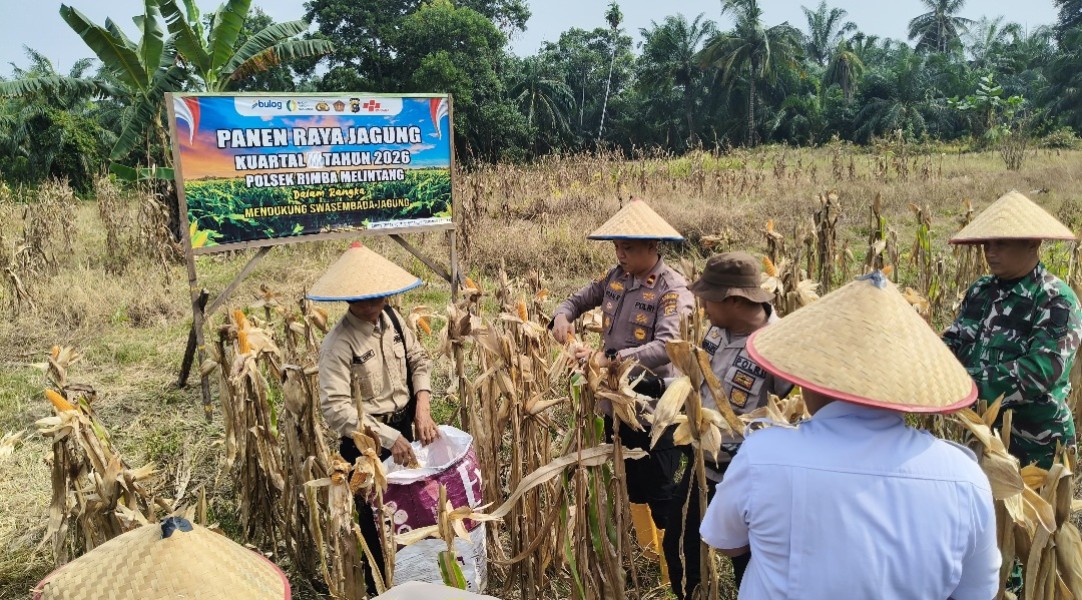 Panen Raya Jagung Polsek Rimba Melintang Hasilkan Satu Ton, Perkuat Ketahanan Pangan