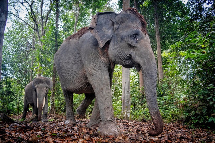 Gajah dan Petani Kini Hidup Rukun, Agroforestri Ciptakan Harmonisasi