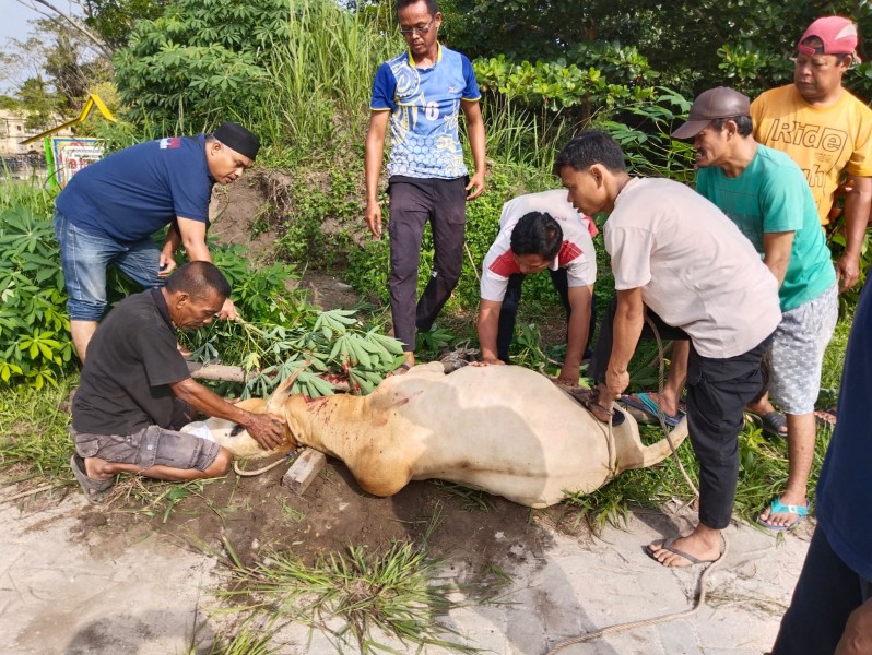 Pemotongan Sapi Qurban di PWI Pelalawan Berjalan Lancar