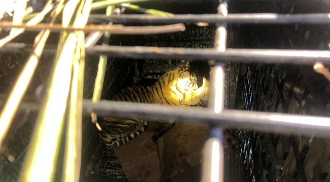 Anak Harimau Sumatera Terjebak Perangkap di Teluk Meranti, Polisi Apresiasi Kesadaran Warga