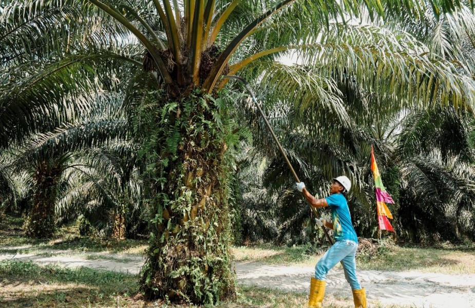 PTPN IV PalmCo Percepat Peremajaan 17.100 Hektare Sawit Riau, Dukung Program B50