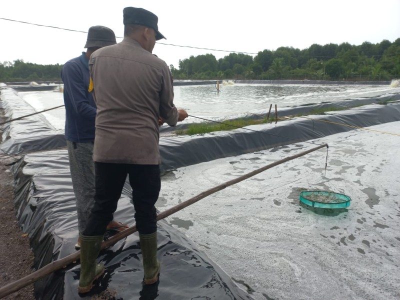 Polsek Tebing Tinggi Barat Bina Kebun Timun dan Tambak Udang, Perkuat Ketahanan Pangan
