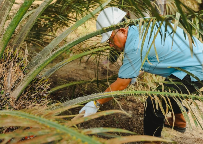 Program Peremajaan Tahun 2023, 1.597,82 Ha Kelapa Sawit PTPN IV Regional III Masuki Masa Panen