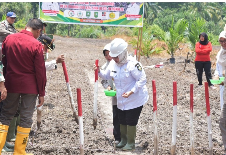 Sawit Replanting & Padi Gogo, Harapan Baru Petani Desa Muara Dua Bengkalis