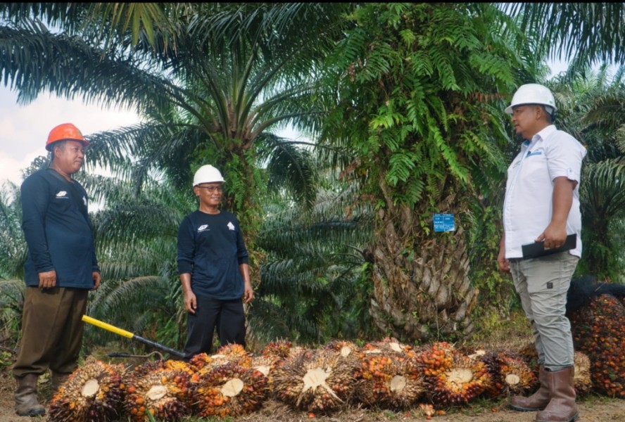 Strategi Inklusif PTPN IV Palmco, Miniatur Indonesia Perkuat Ketahanan Pangan Energi Nasional