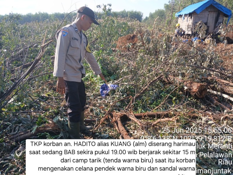 Tragis! Operator Alat Berat Tewas Diterkam Harimau di Areal Arara Abadi