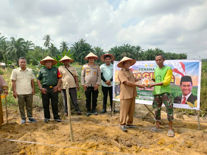 Wujudkan Ketahanan Pangan 1 Juta Hektar, Polsek Simpang Kanan Ambil Bagian 7,4 Hektar Tanaman Jagung