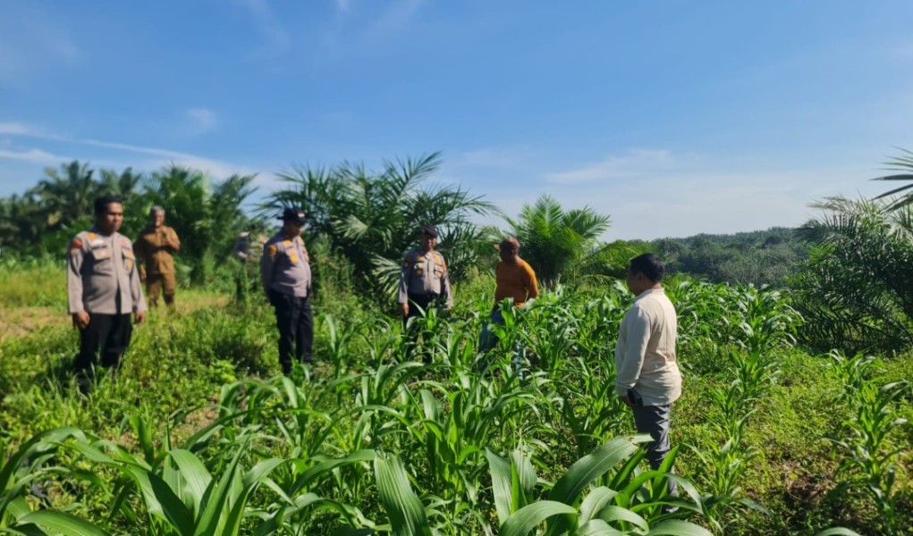 Wakapolres Pelalawan Tinjau 40 Hektare Jagung di Sialang Indah, Hadapi Tantangan Kemarau dan Hama