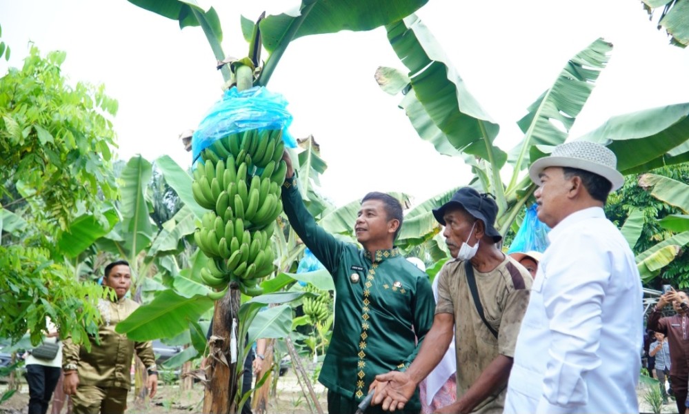 Bupati Kampar Tanam dan Panen Pisang Cavendish, Kebun Jefri Noer Diproyeksi Jadi Motor Ekonomi Desa