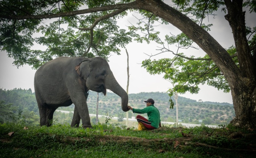 Harmoni di Tanah Balai Raja, Saat Sang Gajah dan Manusia Berbagi Ruang Kehidupan