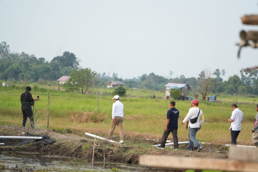 Bupati Pelalawan Tinjau Kawasan Persawahan Pengembangan Sentra Pangan dan Wisata