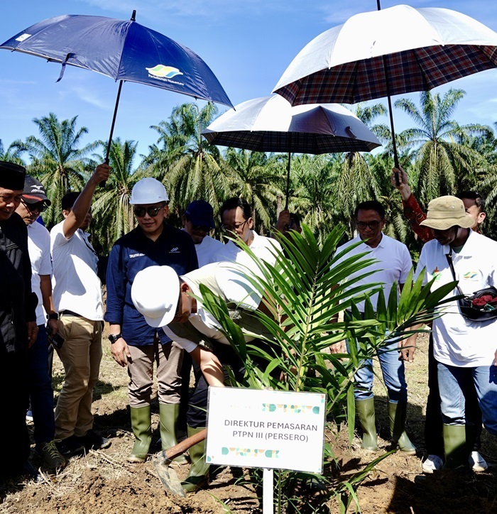 Perluas Program PSR Pola Off Taker Aktif PTPN IV PalmCo Rekor Tanam Ulang Tercepat Nasional