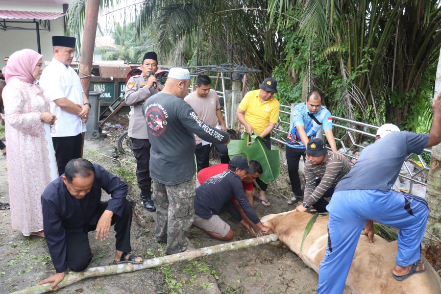 Polres Pelalawan Qurban 12 Ekor Sapi Idul Adha 1446 H, Bagikan Kepada Masyarakat dan Personil