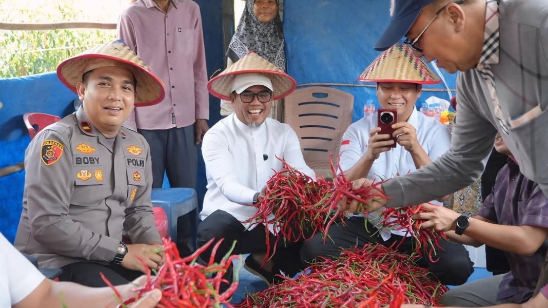 Panen Raya Cabe di Kuala Panduk, Harapan Untuk Negeri dan Ketahanan Pangan