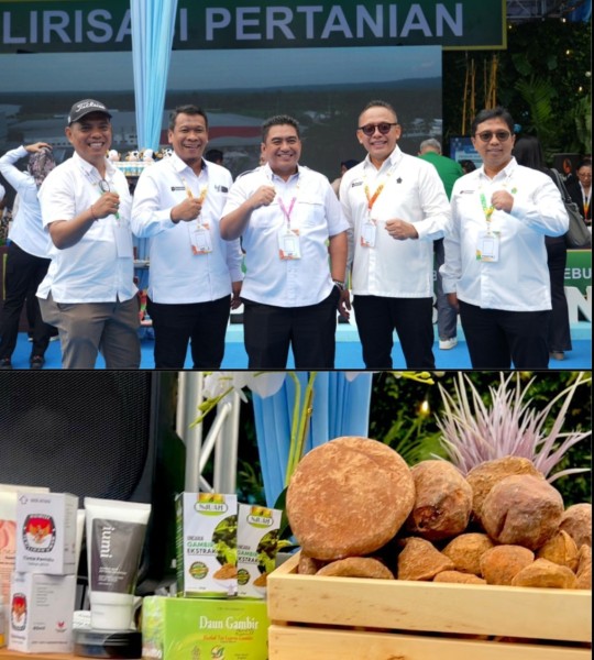 Presiden Dorong PTPN Tingkatkan Produktivitas Gambir Rakyat, Hilirisasi Jadi Kunci Nilai Tambah