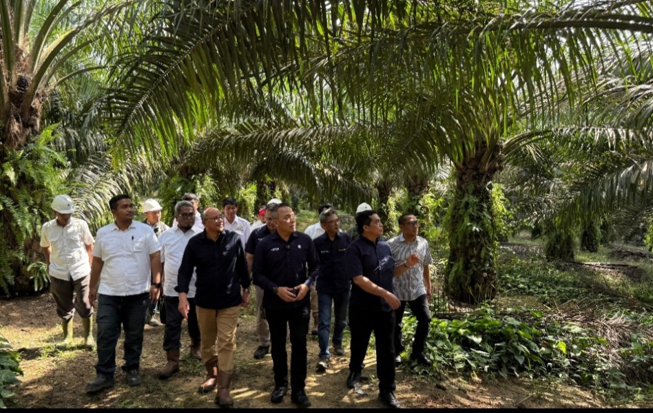 Kebun Tanah Putih, Mutiara PTPN IV Regional III di Batas Riau-Sumatera Utara