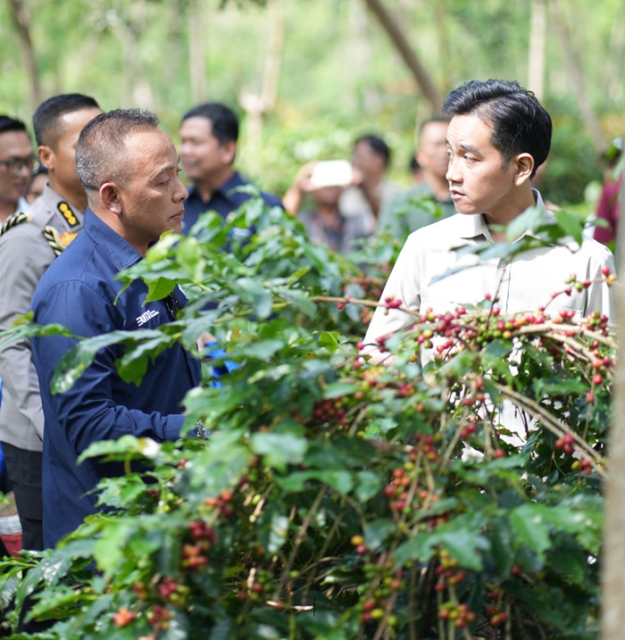 Wapres Gibran Dukung Peningkatan Produktivitas, Hilirisasi dan Branding Kopi Indonesia